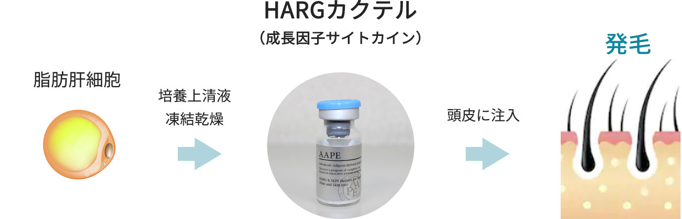 HARGカクテル（成長因子サイトカイン）